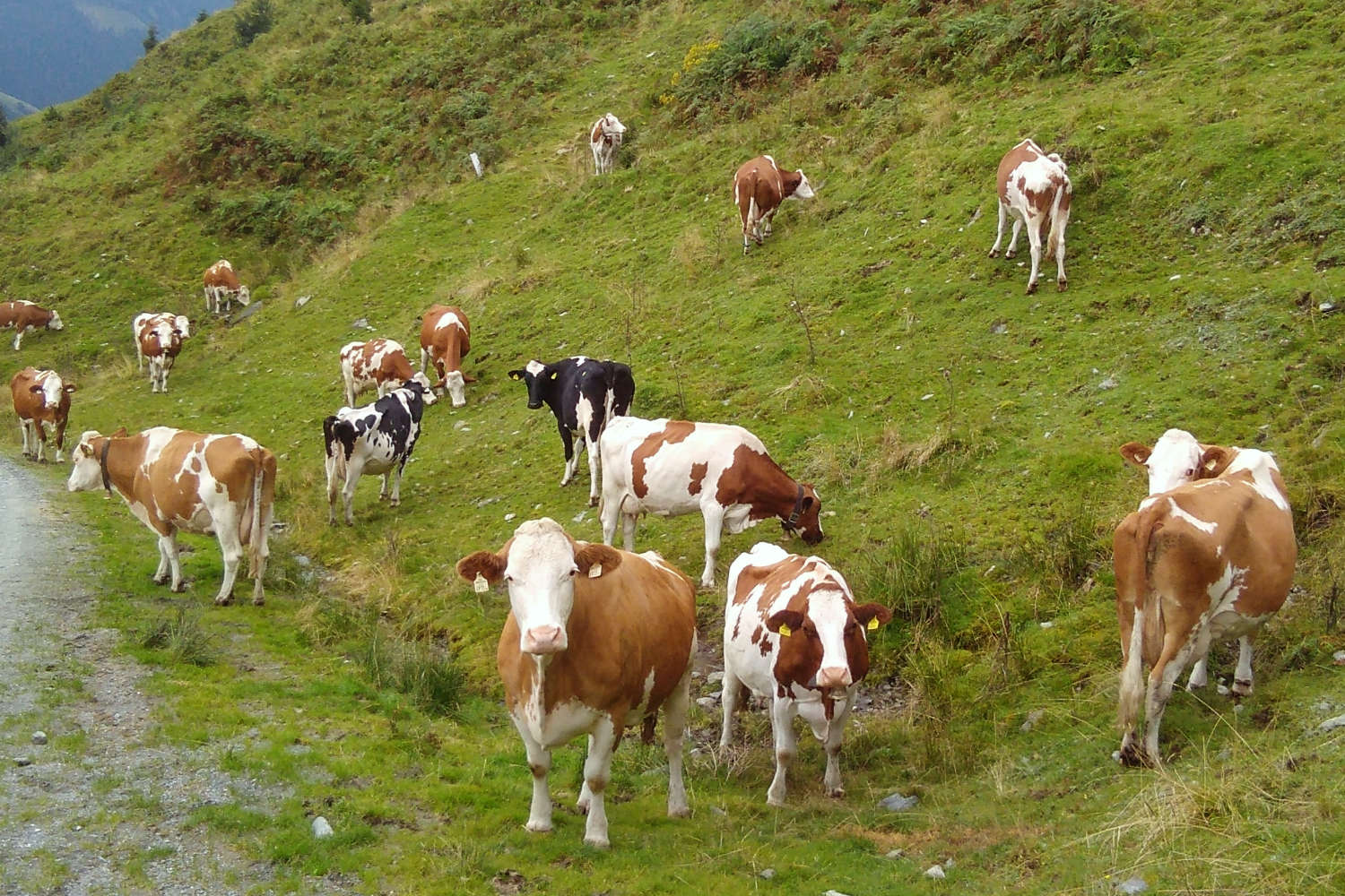 Werlberger Kühe auf der Alm in der Kelchsau